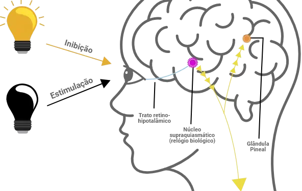 Ilustração com uma cabeça, mostrando o cérebro, a glândula pineal e como ela se comporta na presença e na ausência de luz, ou seja, durante o dia e a noite, regulando assim o ciclo circadiano.